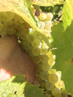 Organic Catarratto raisin harvest