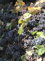 Nero d'Avola in tramoggia vendemmia