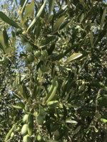 Olive in maturazione Podere Messina