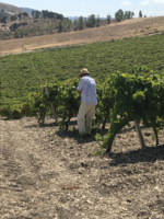 Podere Messina Nero d'Avola Segesta