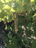 Catarratto grapes Segesta harvest