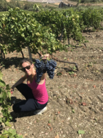 Vendemmia Segesta Roberta Podere Messina