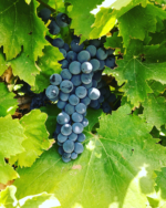 Nero d' Avola harvest