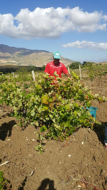 Selezione uve in vigna Segesta